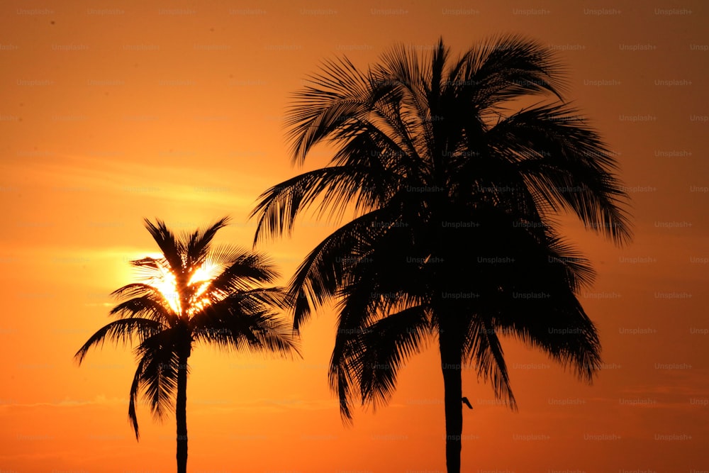 two palm trees are silhouetted against the setting sun