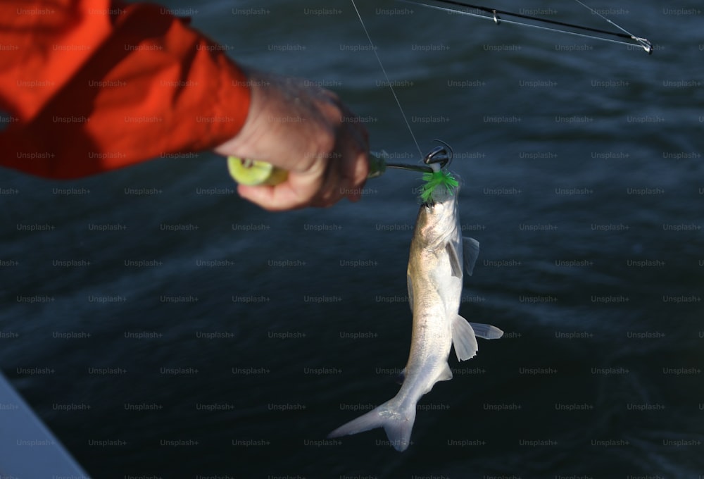uma pessoa segurando um peixe em uma linha de pesca