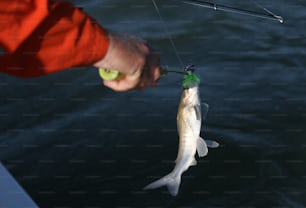 une personne tenant un poisson sur une ligne de pêche ;
