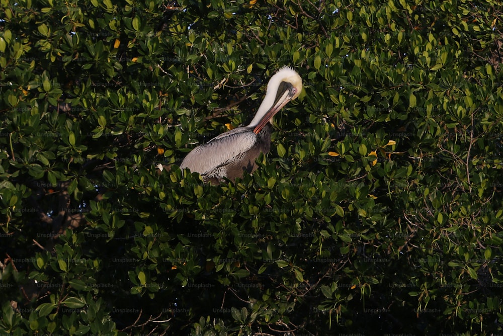 a white bird with a long neck standing in a tree