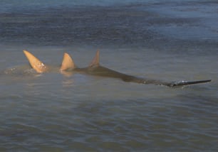 ein Hai im Wasser mit offenem Maul
