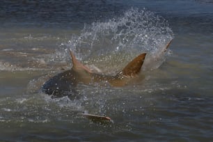 um tubarão espirrando na água com a boca aberta