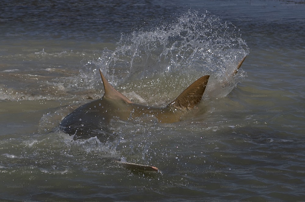 un tiburón chapoteando en el agua con la boca abierta