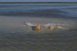 a group of fish swimming in the ocean