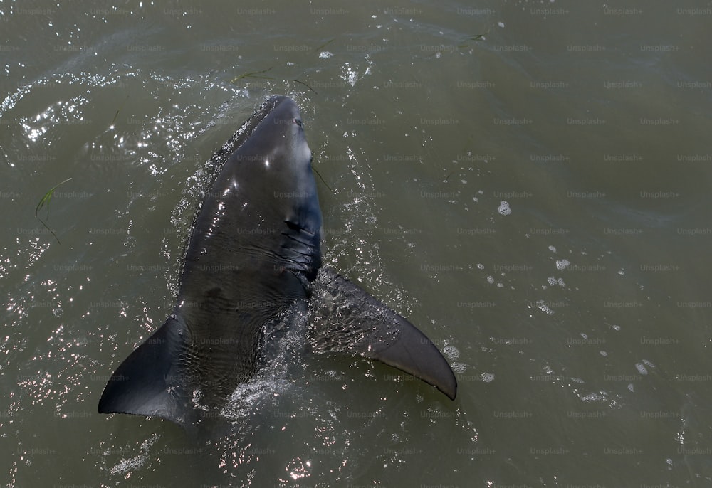 um grande tubarão cinza nadando em um corpo de água