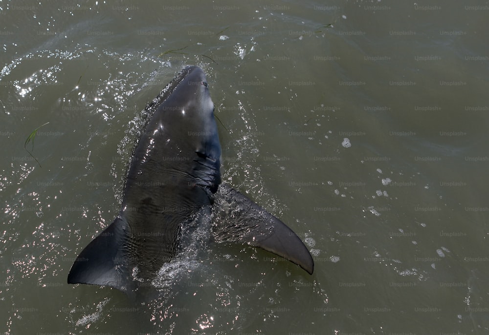 a large gray shark swimming in a body of water