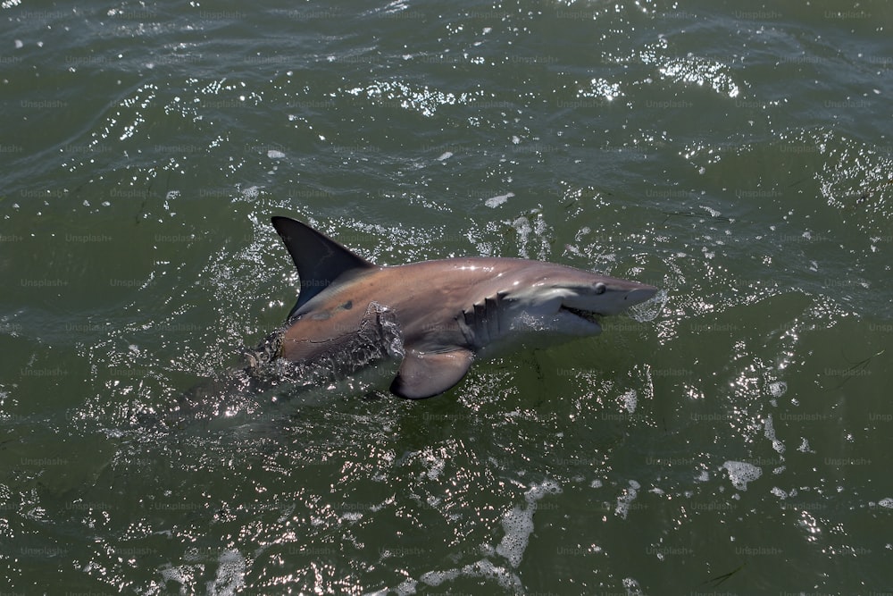 a dolphin swimming in the water near the shore
