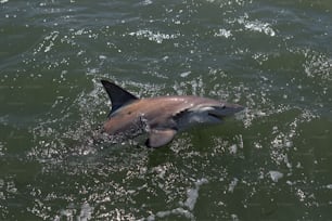 a dolphin swimming in the water near the shore
