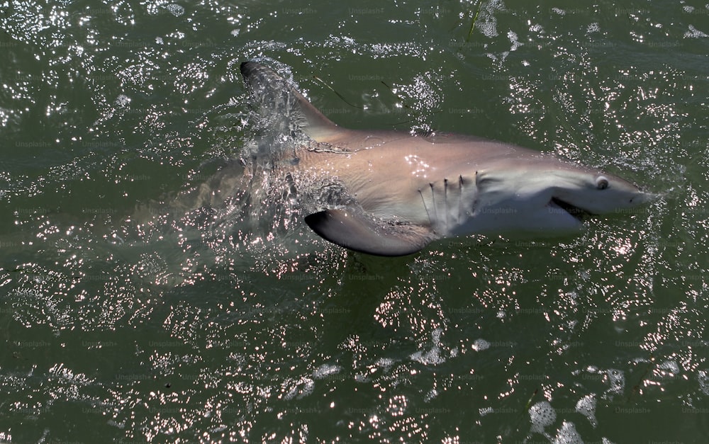 un gran tiburón blanco nadando en un cuerpo de agua