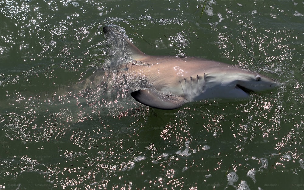 a large white shark swimming in a body of water