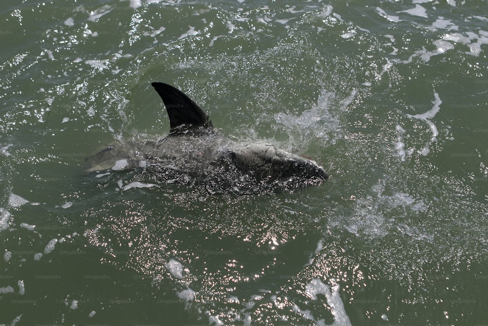 un tiburón nadando en el agua con la boca abierta