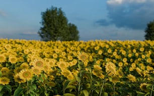 a field full of sunflowers under a cloudy blue sky