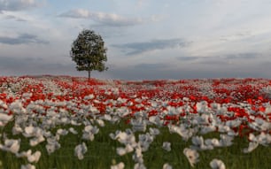 ein Feld voller weißer und roter Blumen unter einem bewölkten Himmel