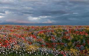 ein Feld voller Blumen unter einem bewölkten Himmel