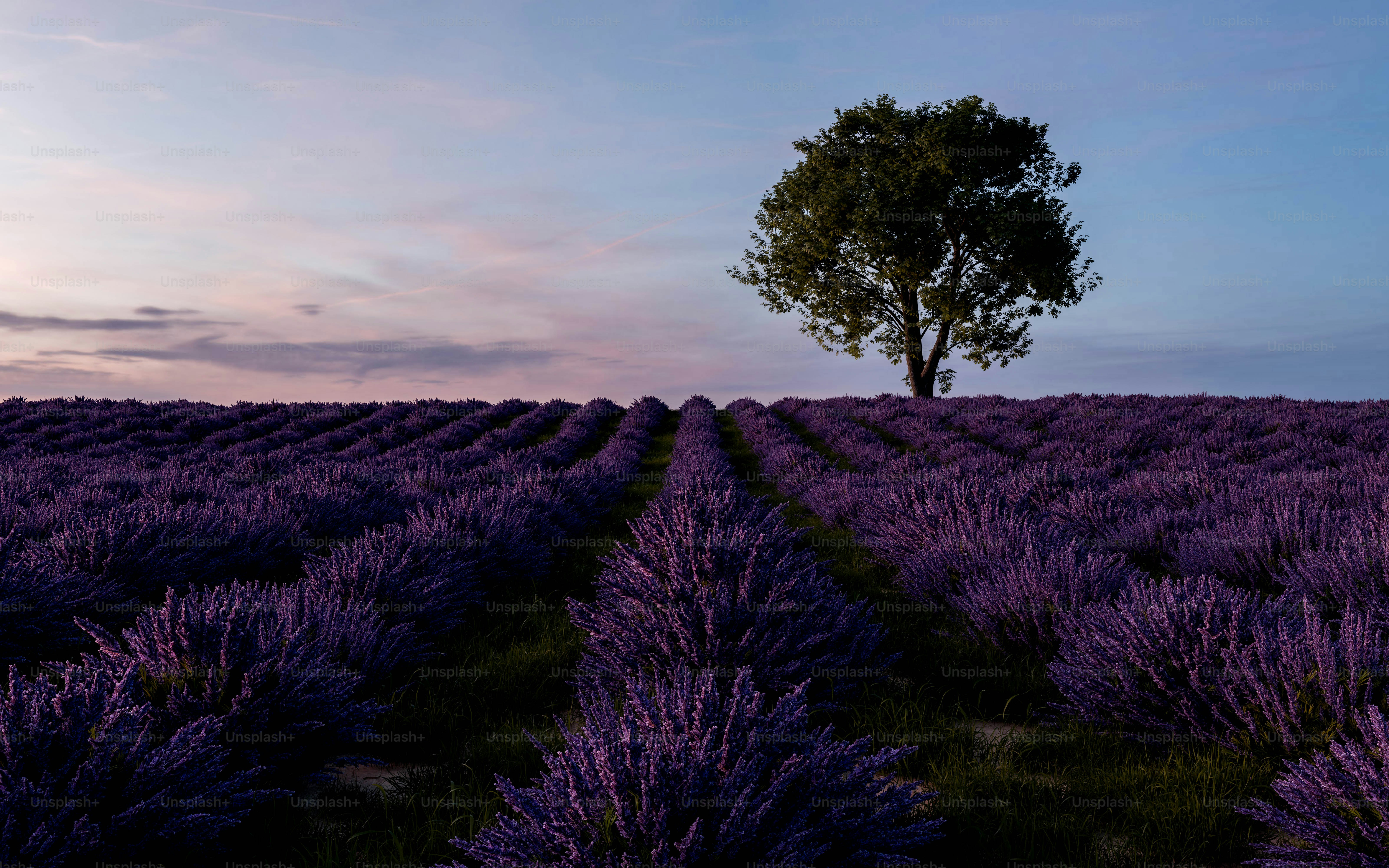 ラベンダー畑の真ん中にある一本の木
