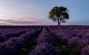 a lone tree in the middle of a lavender field