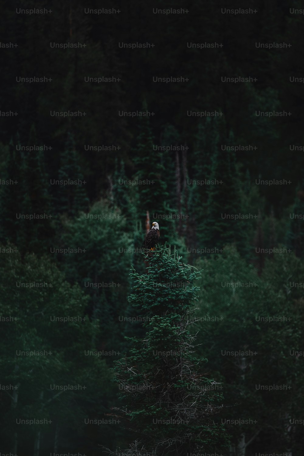 una persona in piedi in cima a un albero nel mezzo di una foresta