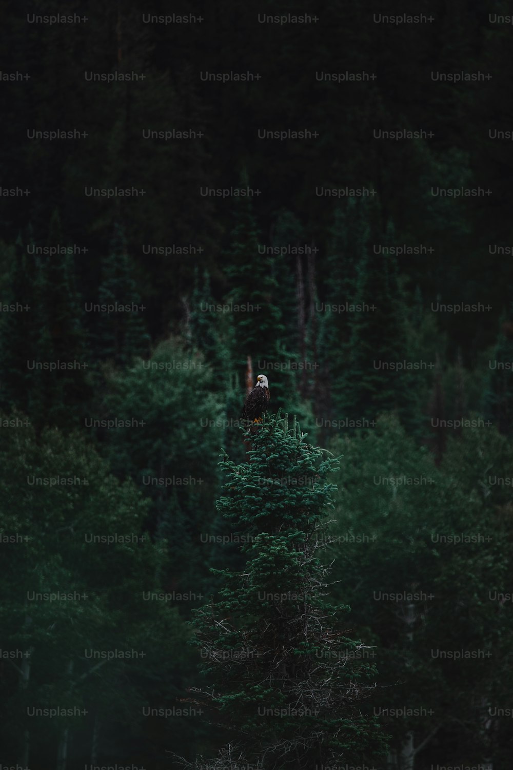 a person standing on top of a tree in the middle of a forest