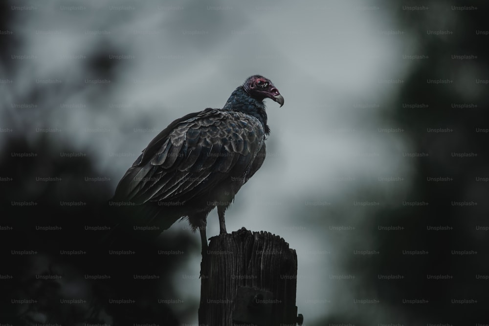a large bird sitting on top of a wooden post