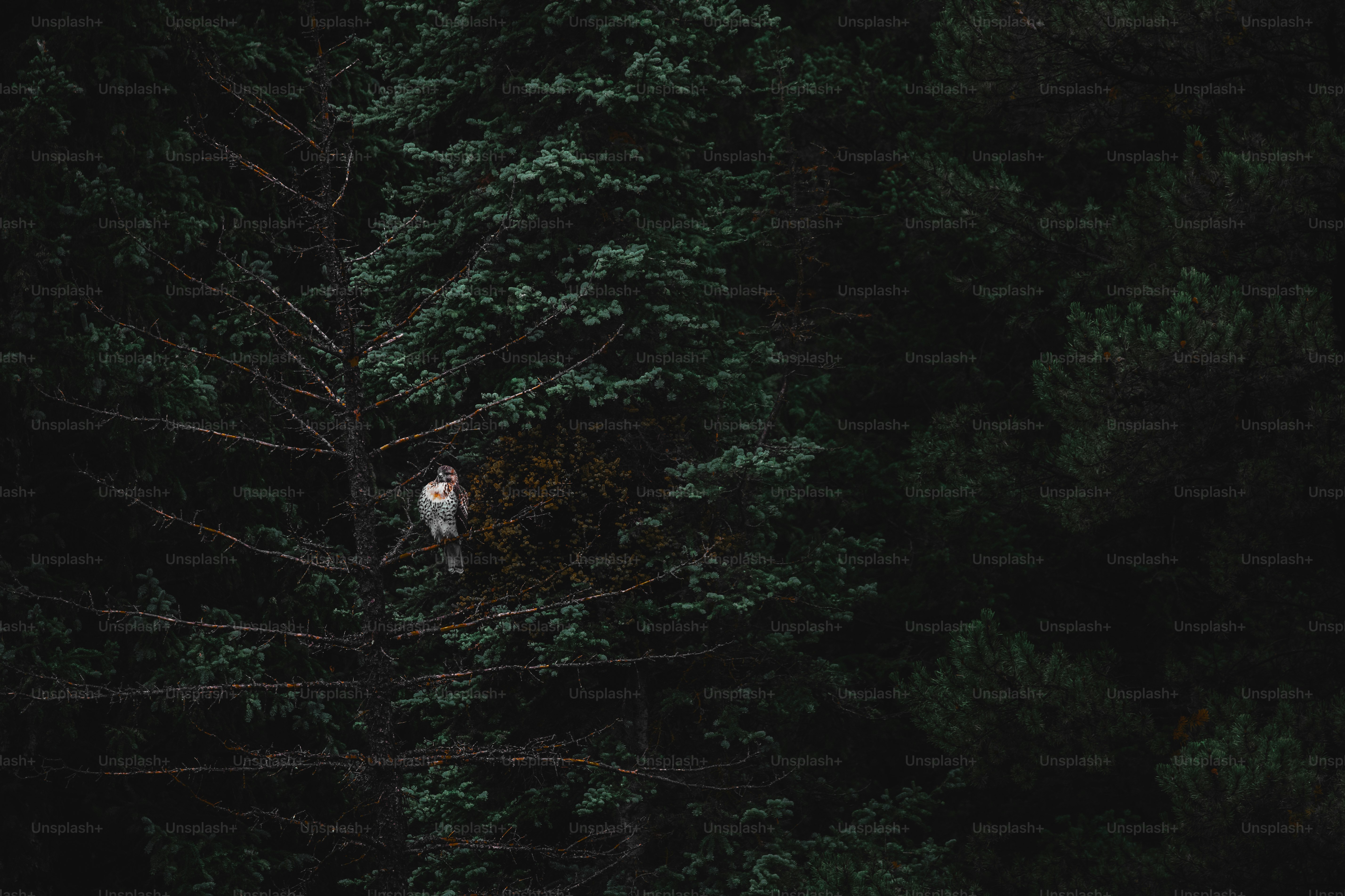 a white bird sitting on top of a tree