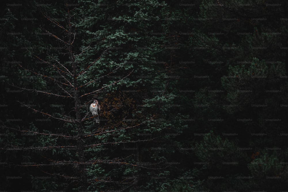 un uccello bianco seduto in cima a un albero