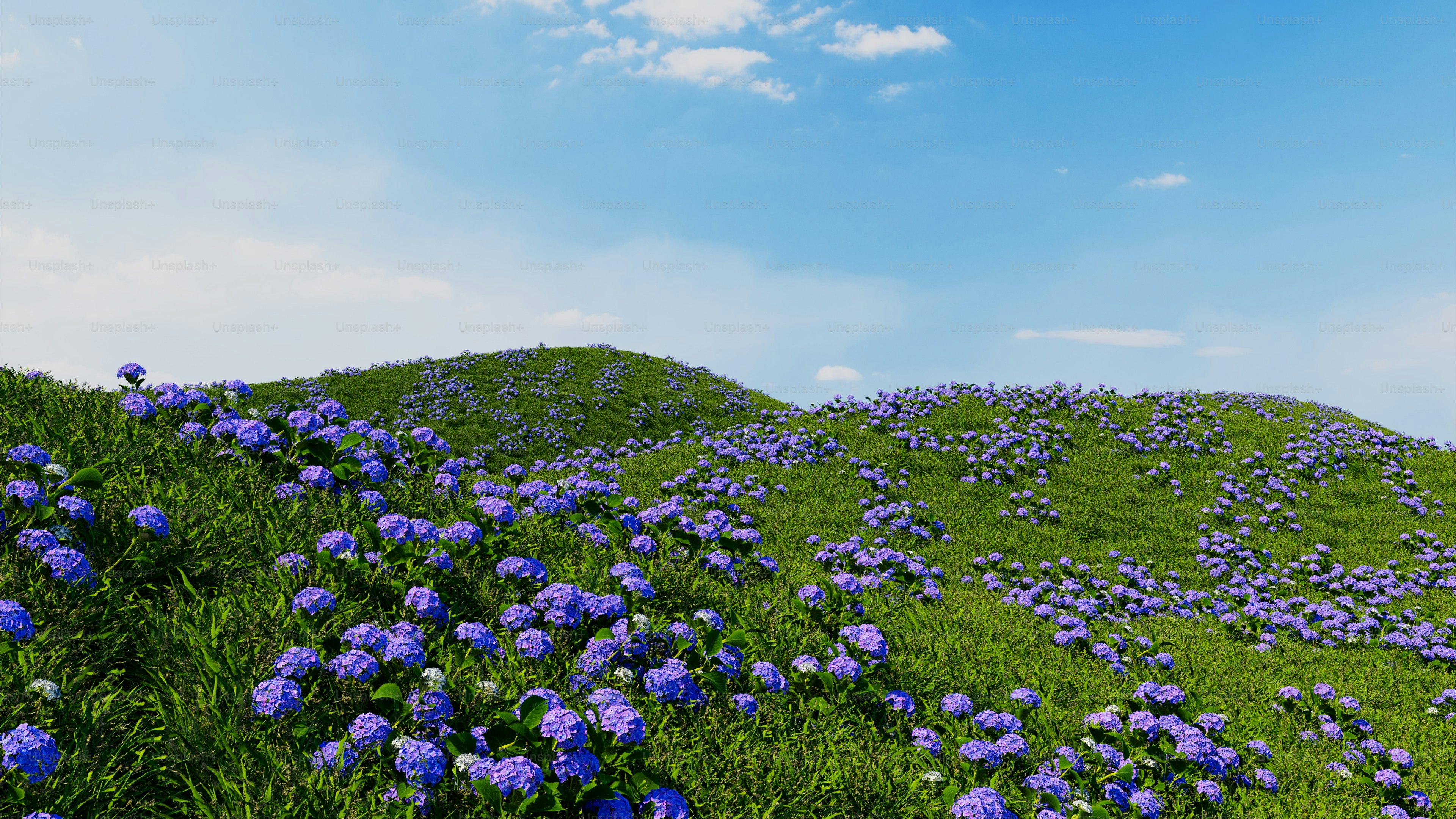 a hill covered in blue flowers under a blue sky