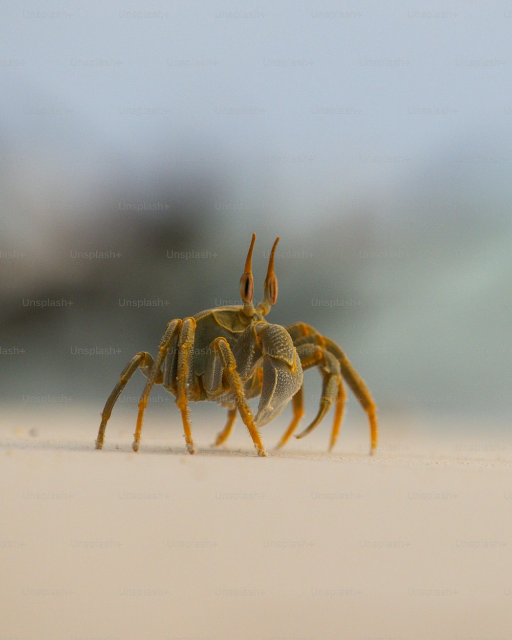 Un primer plano de un cangrejo en una playa