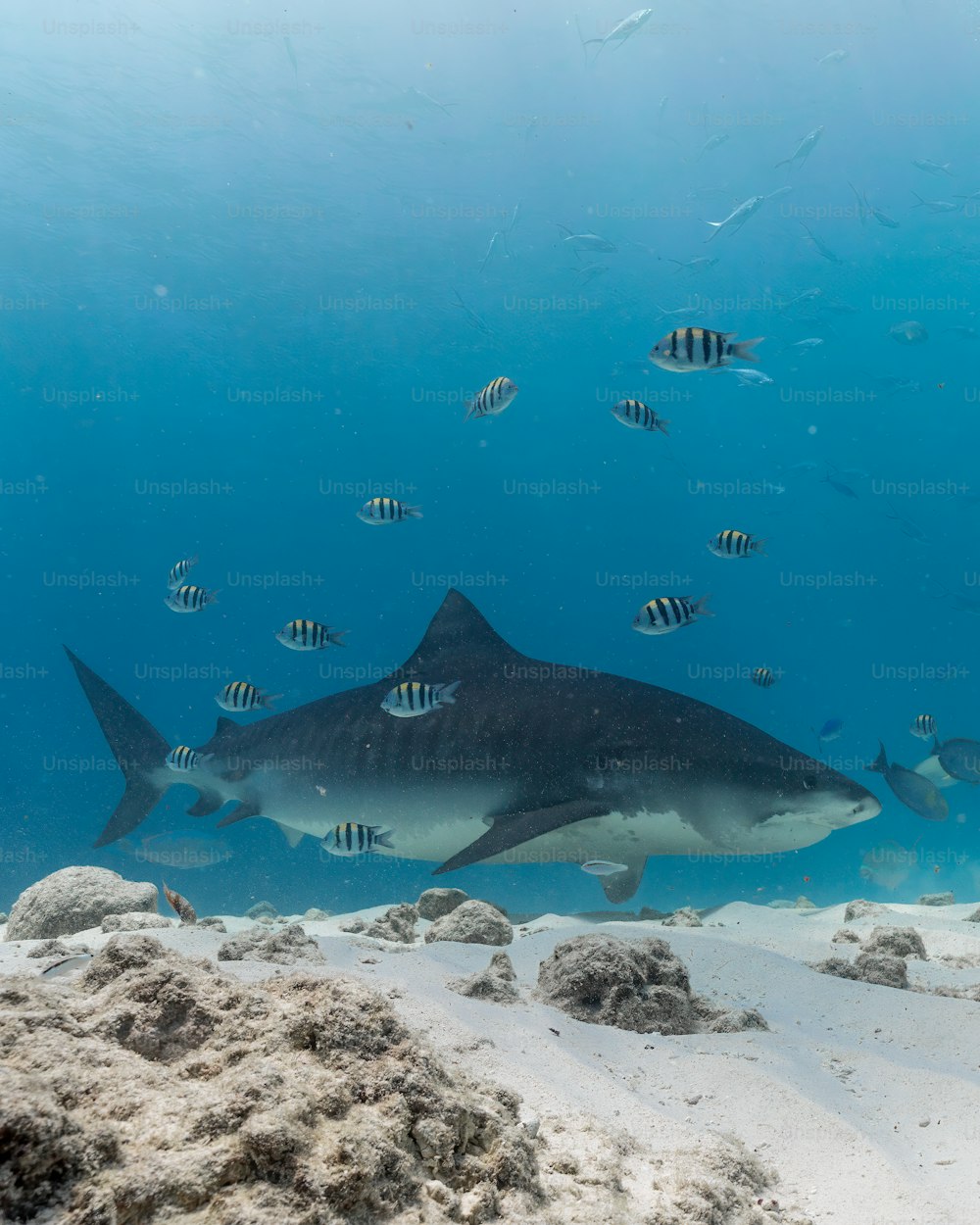 a large black and white shark swimming in the ocean