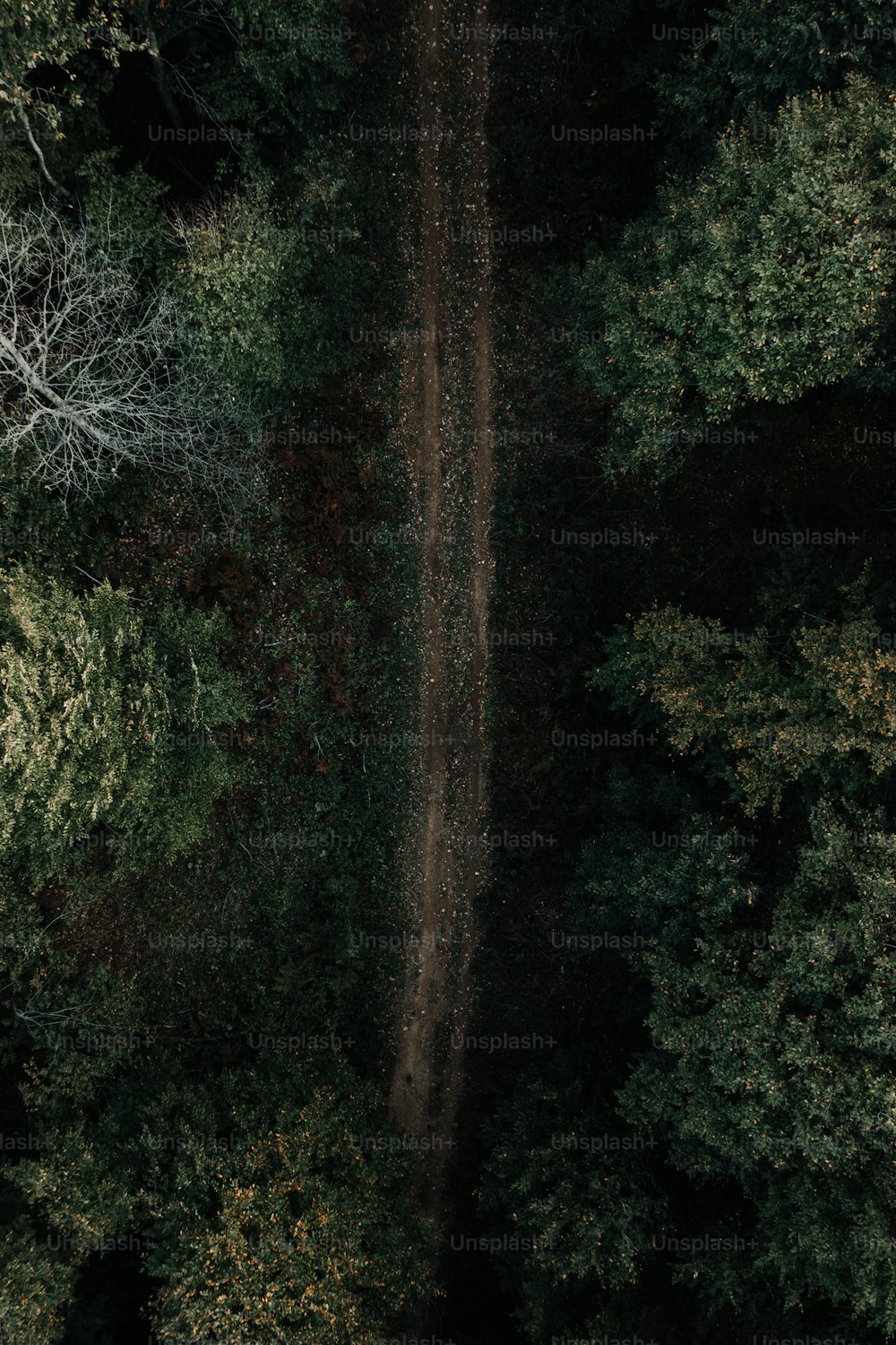 Un chemin de terre au milieu d’une forêt