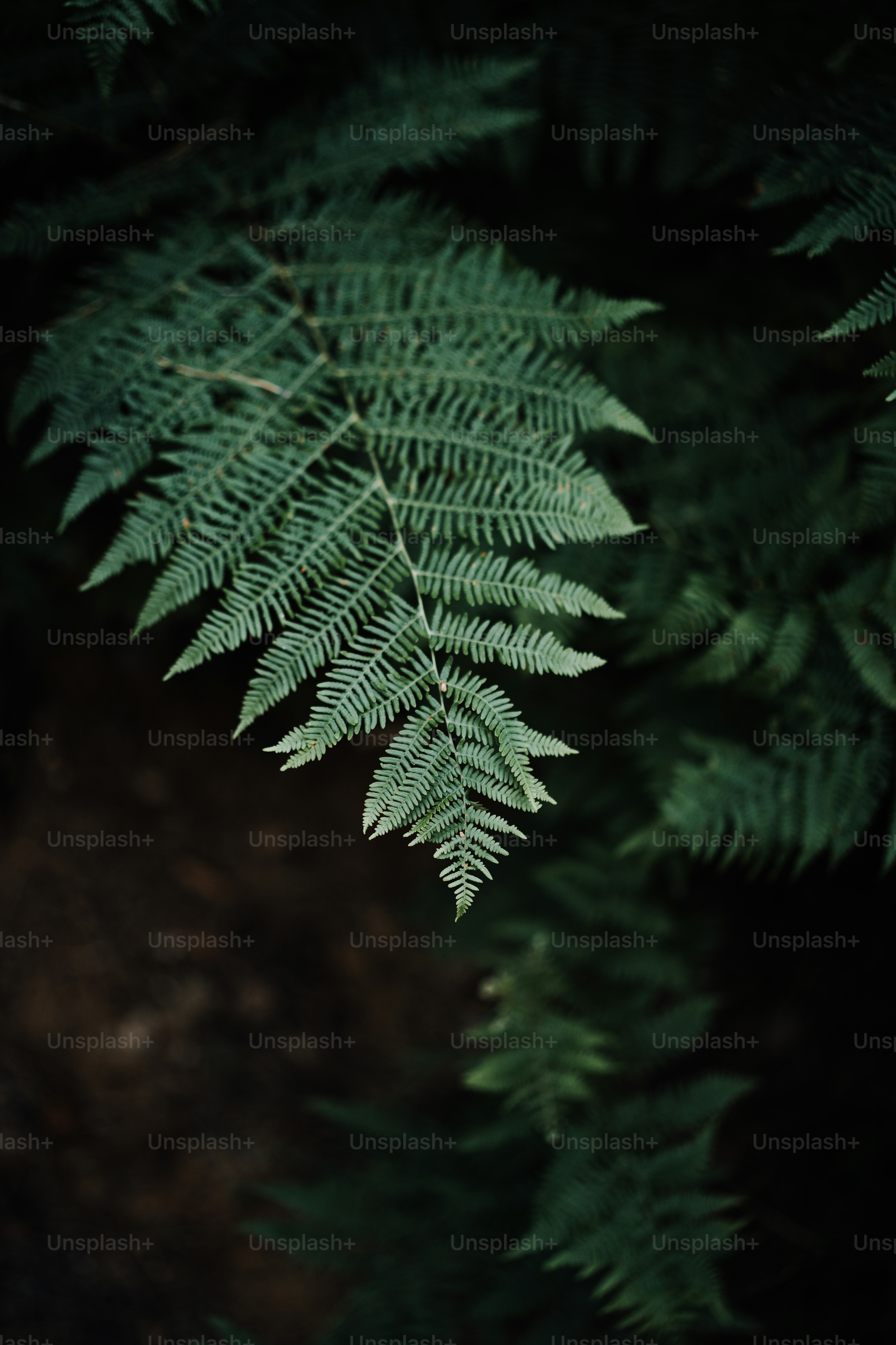 A close up of a green fern leaf photo – Forest Image on Unsplash