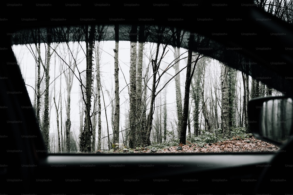 a view of a forest from a car window