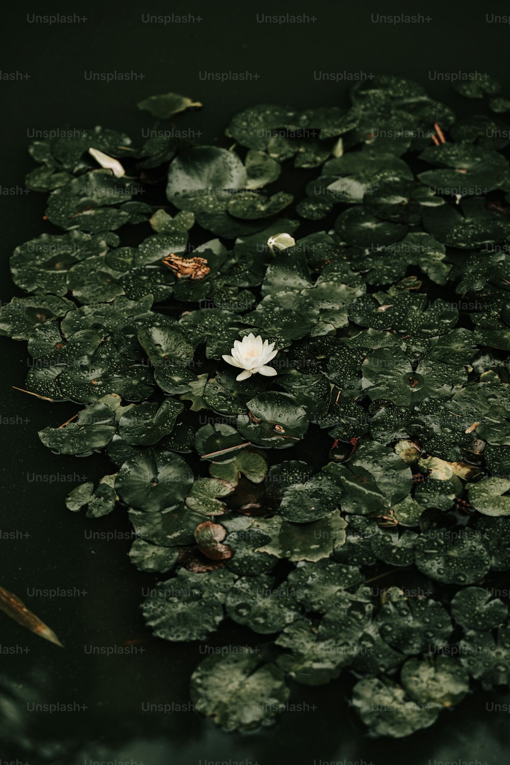 池の上に浮かぶ睡蓮の花束