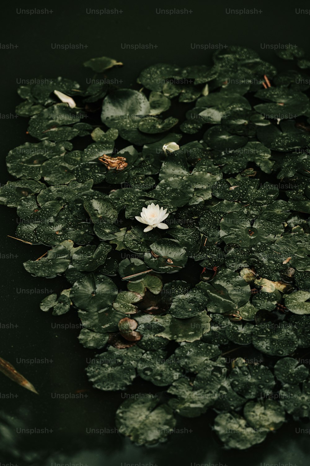 a bunch of water lilies floating on top of a pond