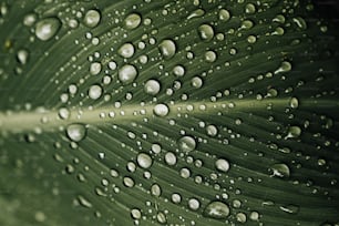 une grande feuille verte avec des gouttes d’eau dessus