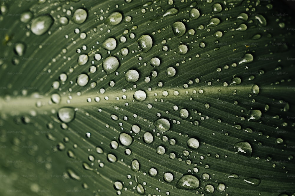 a large green leaf with water drops on it