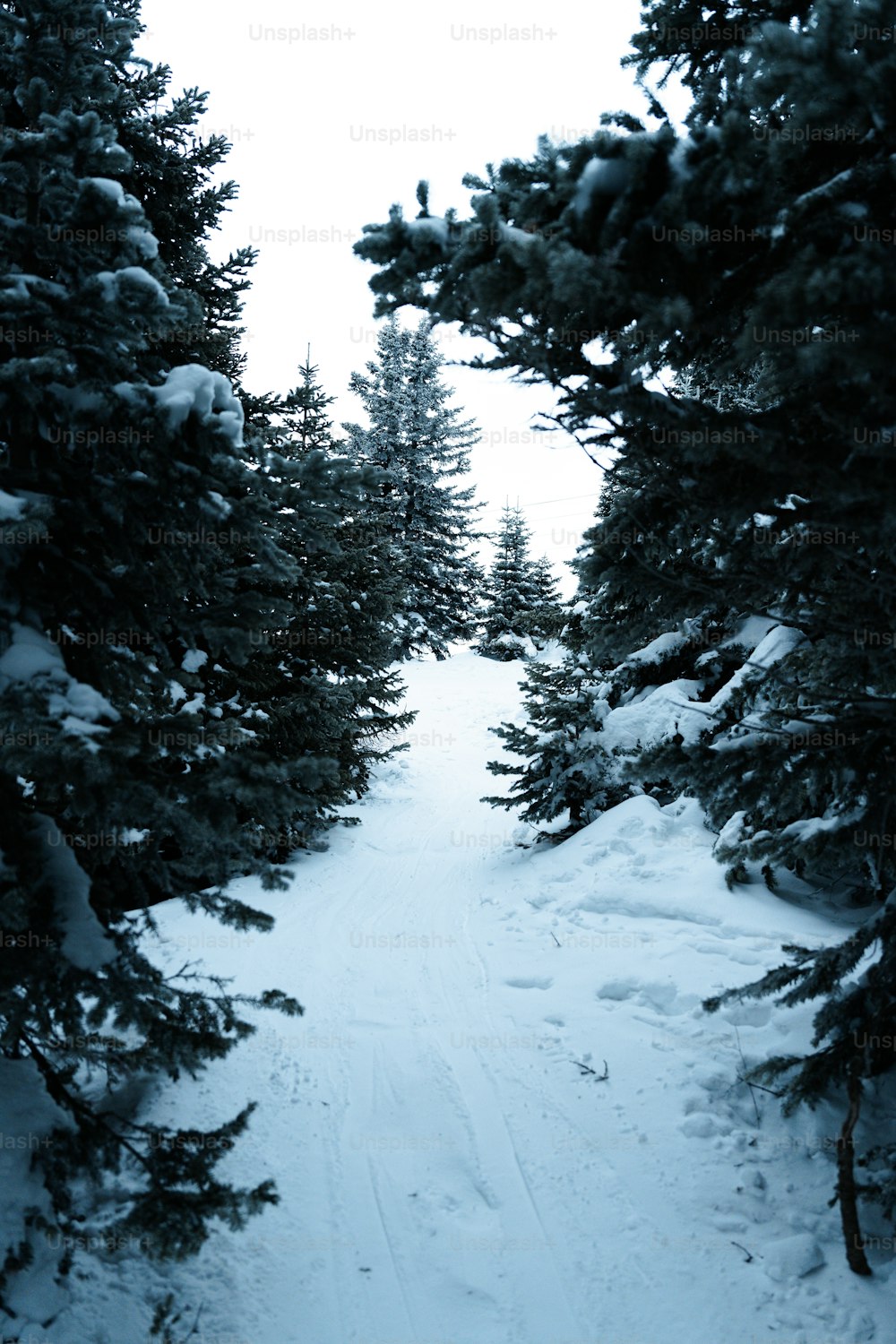 eine Person auf Skiern, die einen verschneiten Weg hinunterfährt