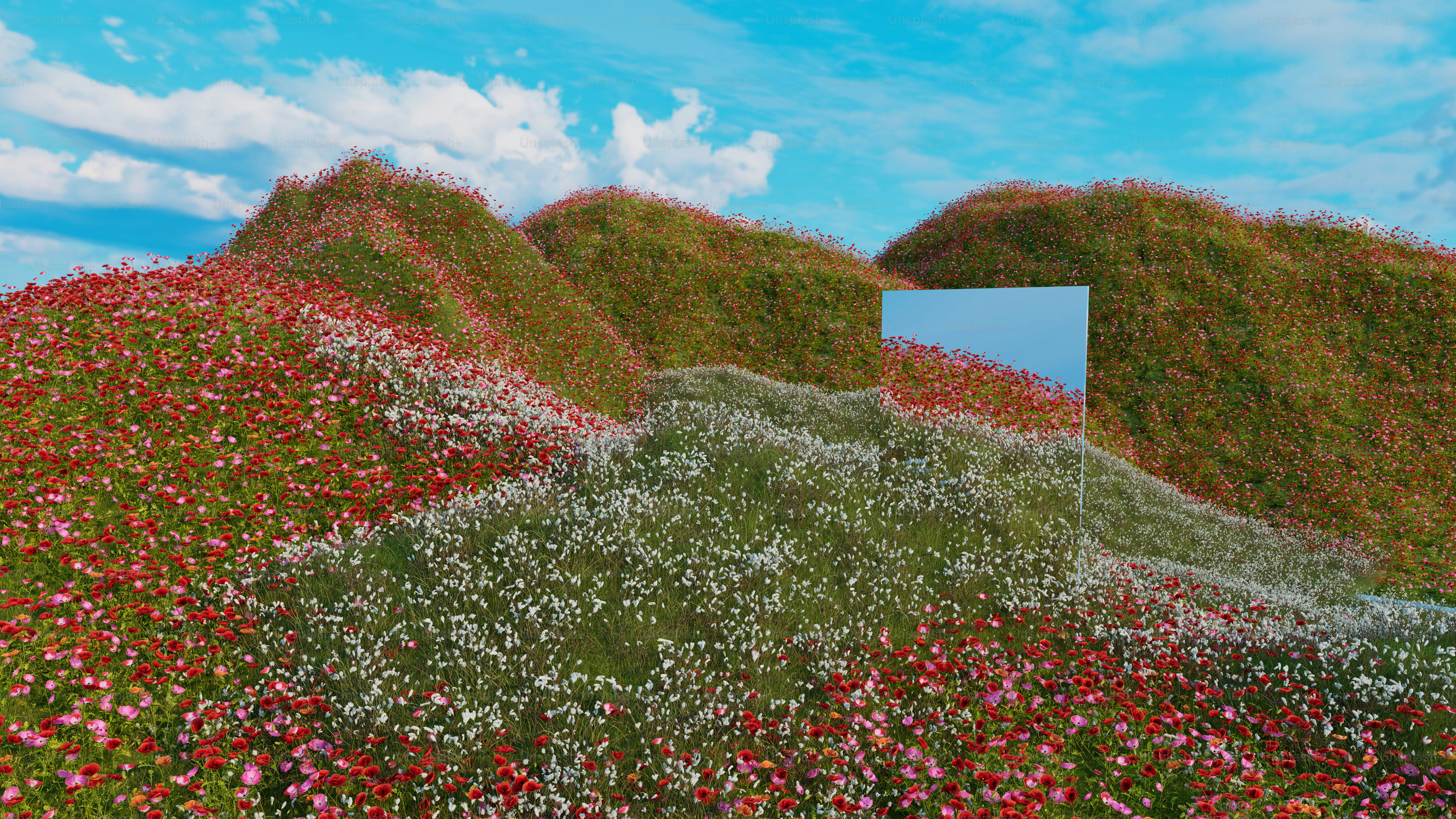 A field of flowers with a mirror in the middle photo – Flower field ...