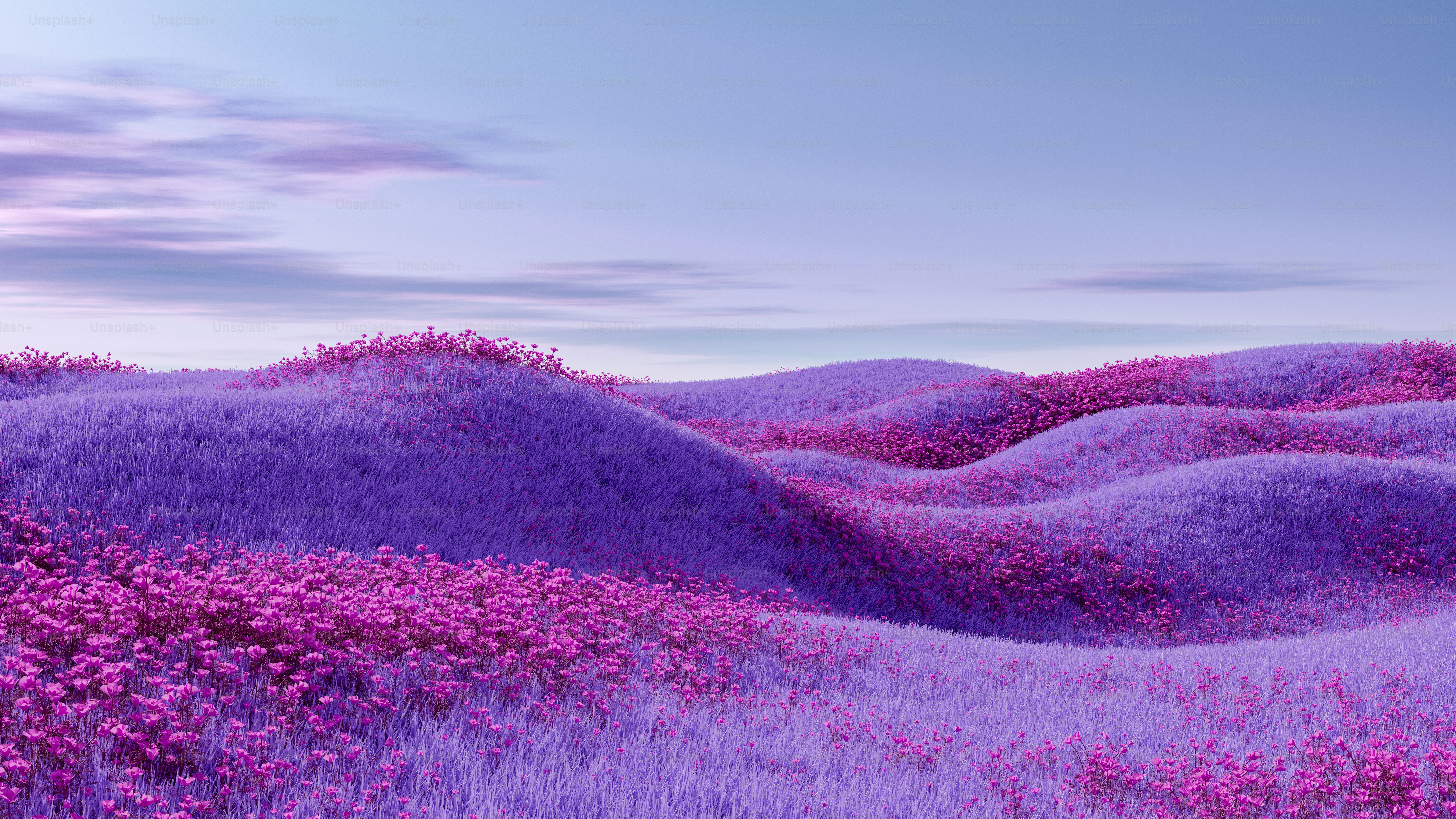 A field of purple flowers under a blue sky photo – Flowers Image on Unsplash, image size:3000x1688