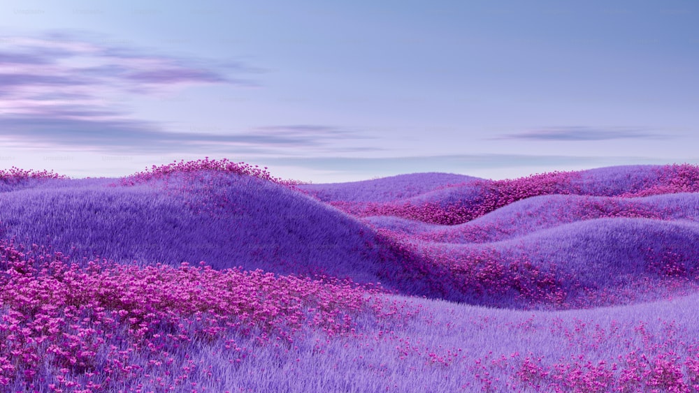 a field of purple flowers under a blue sky