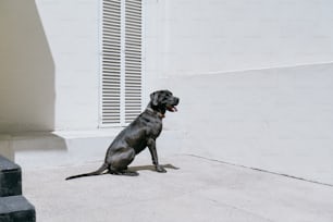 un cane nero seduto su un marciapiede accanto a un edificio