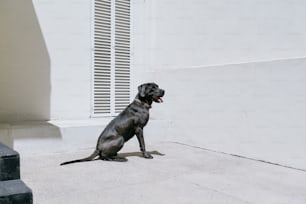 a black dog sitting on a sidewalk next to a building