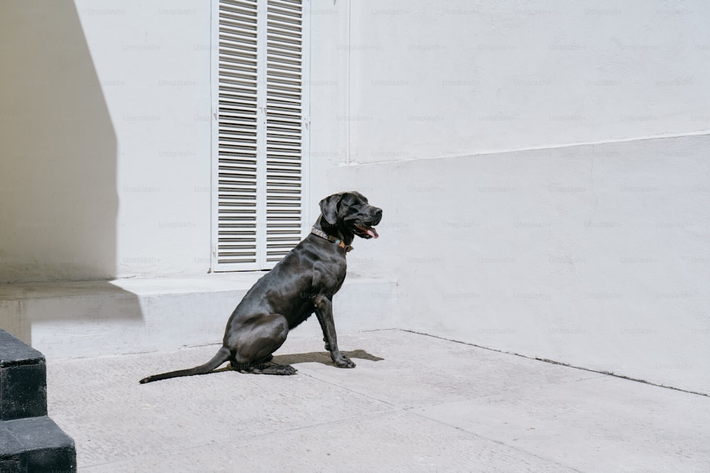 a black dog sitting on a sidewalk next to a building