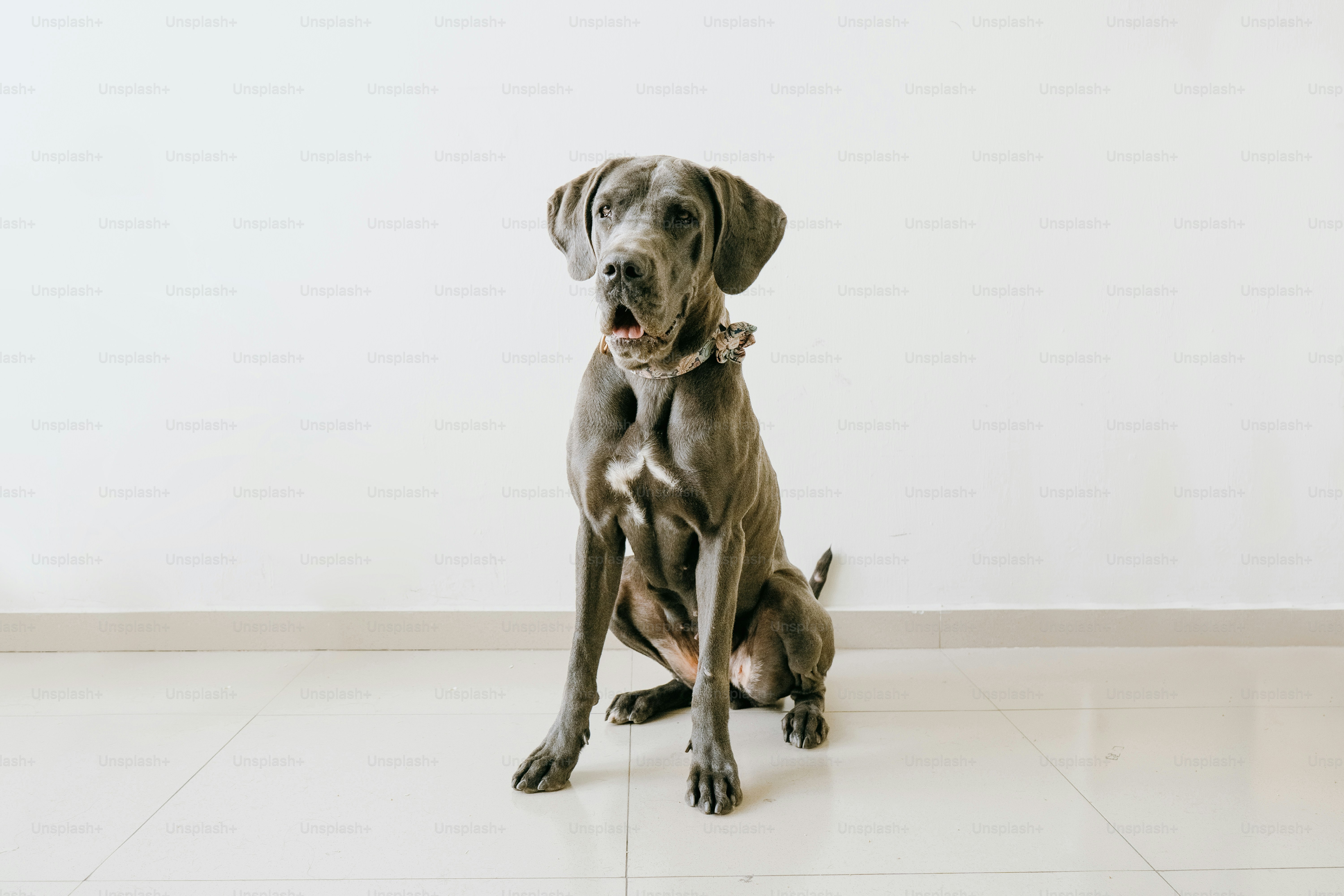 a dog sitting on the floor with its mouth open