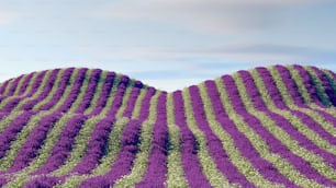 ein Feld aus lila Blumen mit einem Himmelshintergrund