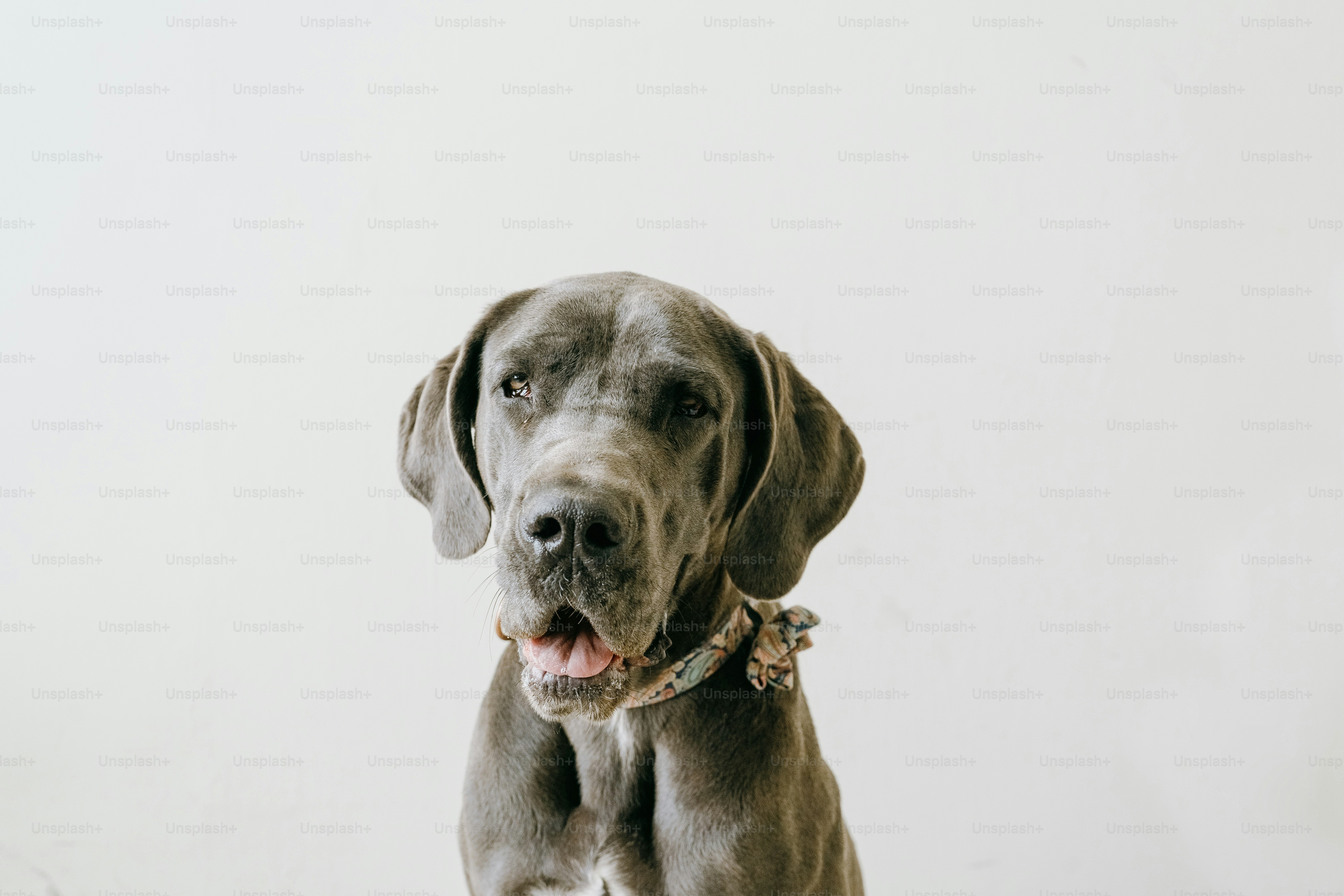 a large gray dog standing next to a white wall