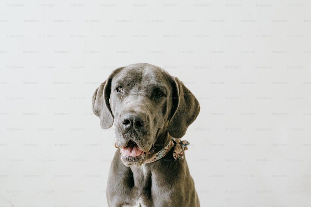 a large gray dog standing next to a white wall