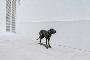 a black dog standing on top of a sidewalk