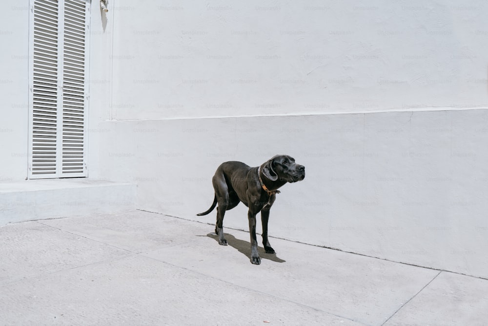 un cane nero in piedi in cima a un marciapiede