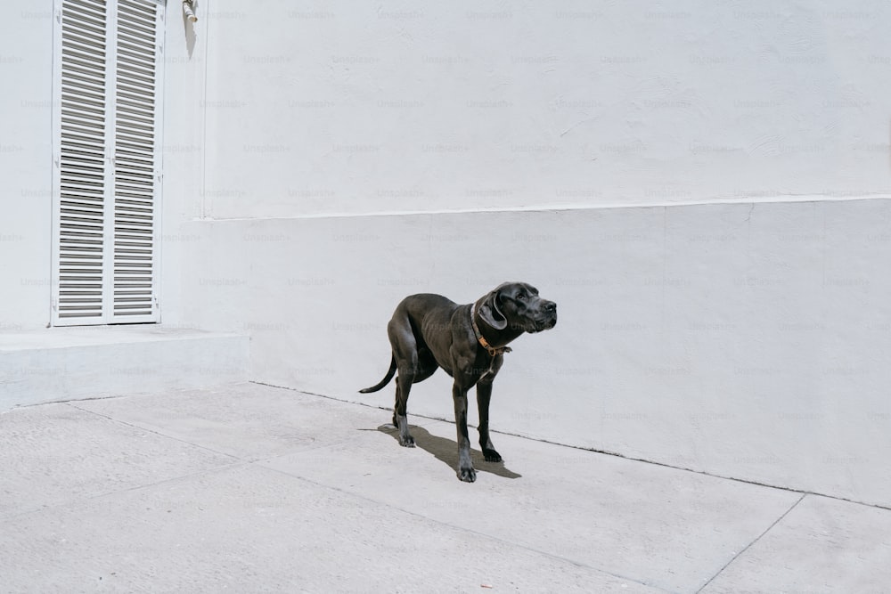 a black dog standing on top of a sidewalk