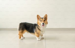 a small dog standing on a tile floor